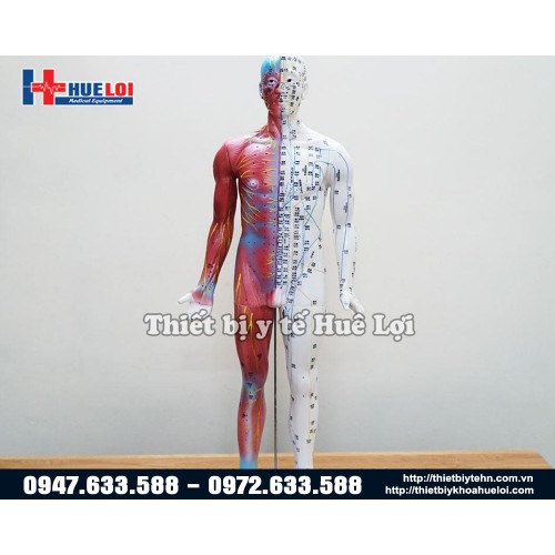 MÔ HÌNH HUYỆT VỊ GIẢI PHẪU 85CM